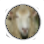 Sheep Icon.png