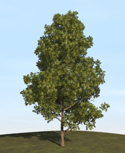 M leaf card billboard tree 1.jpg